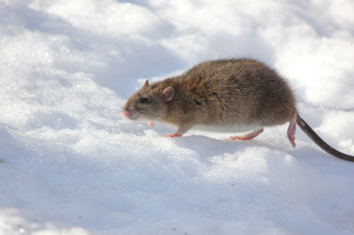 Brown Rat