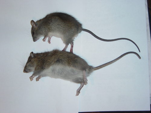Brown Rat