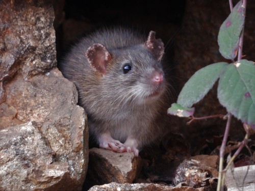 Brown Rat