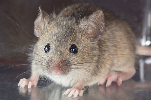 House Mouse