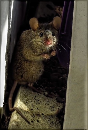 House Mouse