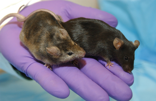 House Mouse