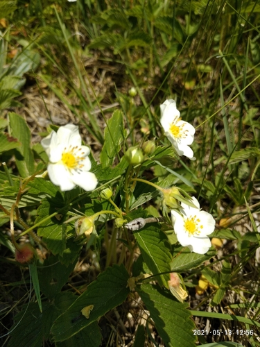 Morango Verde green strawberry | Native Nature