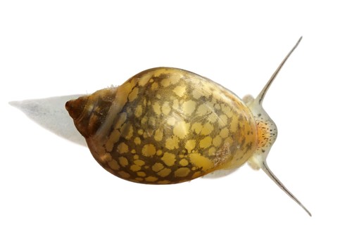 Acute Bladder Snail