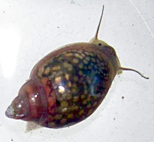 Acute Bladder Snail