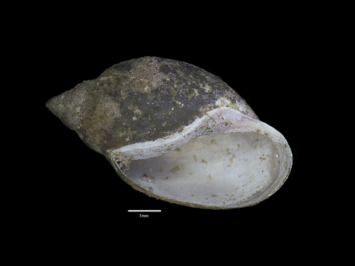 Acute Bladder Snail