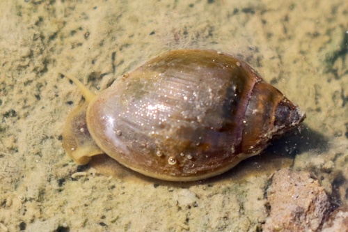 Acute Bladder Snail