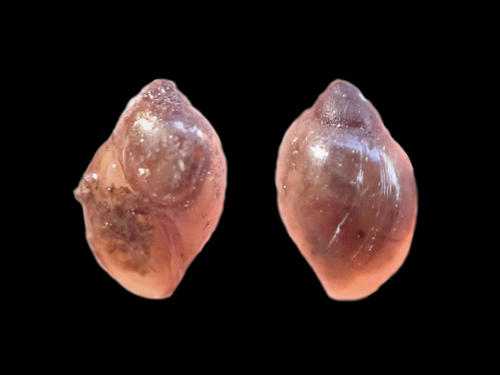 Acute Bladder Snail