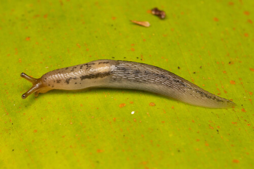 Threeband Slugs