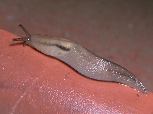 Threeband Slugs