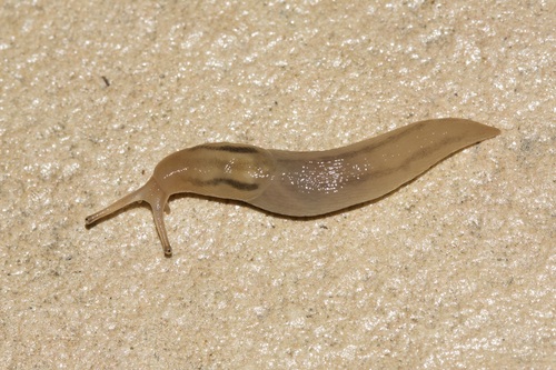 Threeband Slugs