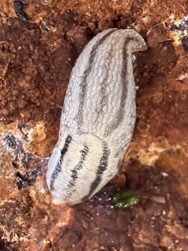 Threeband Slugs