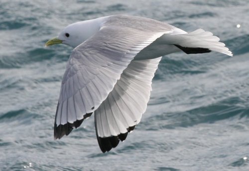 Black-legged Kittiwake