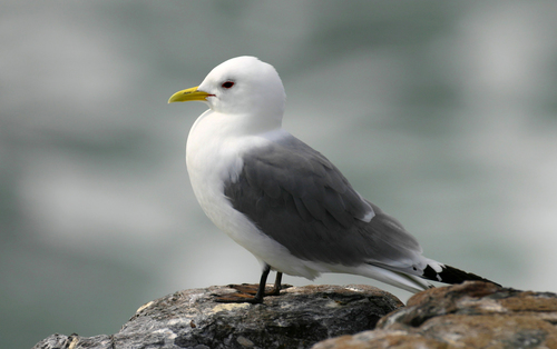 Black-legged Kittiwake