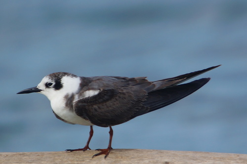 Black Tern