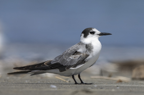 Black Tern