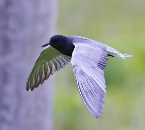 Black Tern