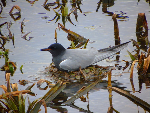 Black Tern