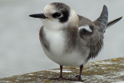 Black Tern