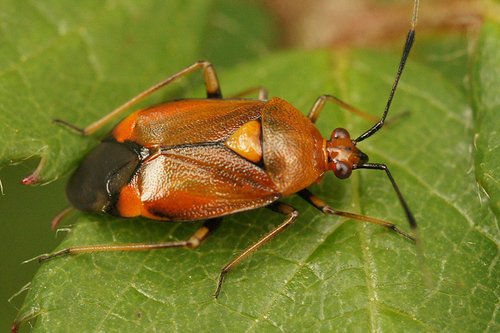 red-spotted plant bug