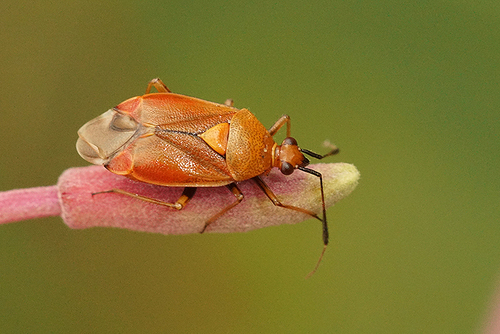 red-spotted plant bug