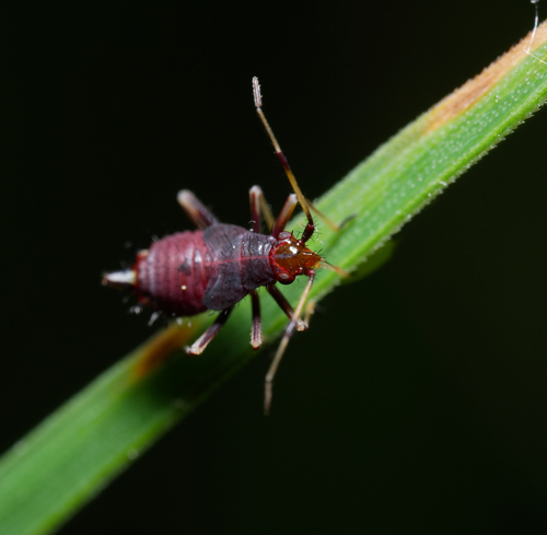 red-spotted plant bug