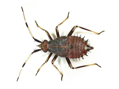 red-spotted plant bug