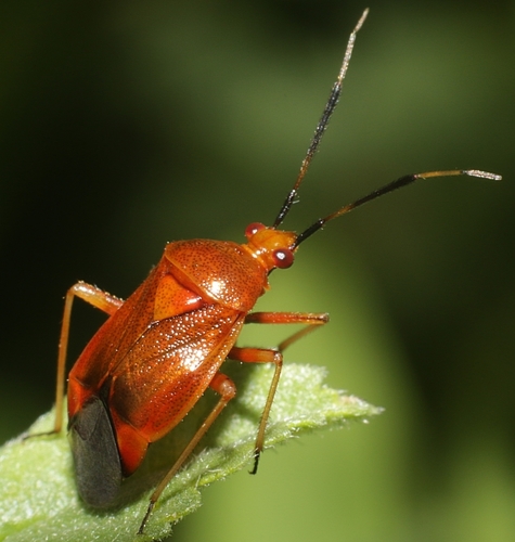 red-spotted plant bug
