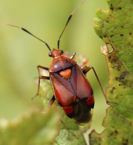red-spotted plant bug