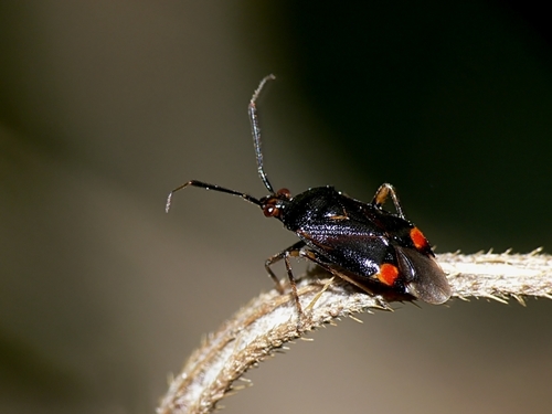 red-spotted plant bug