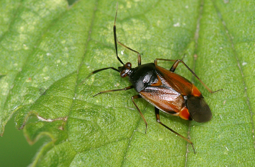 red-spotted plant bug