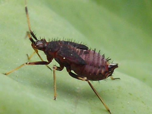 red-spotted plant bug