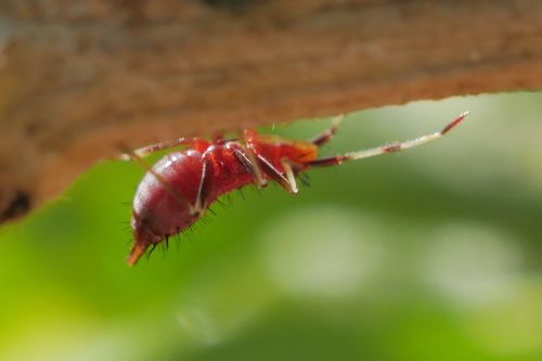 red-spotted plant bug