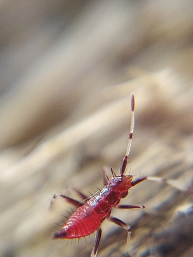 red-spotted plant bug
