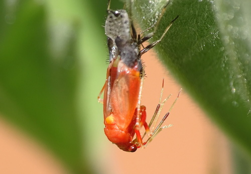 red-spotted plant bug