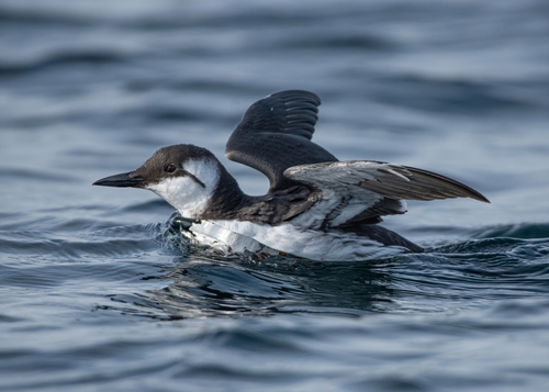 Common Murre