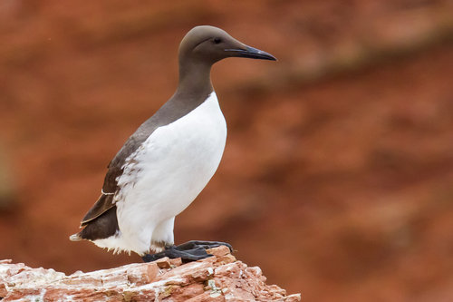 Common Murre
