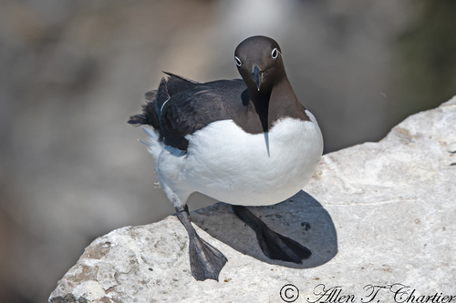 Common Murre