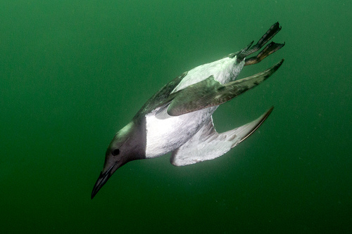 Common Murre