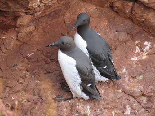 Common Murre