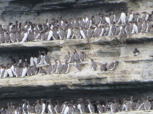 Common Murre