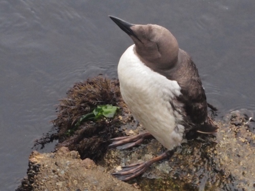 Common Murre