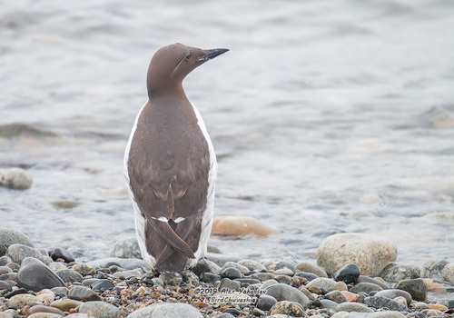 Common Murre