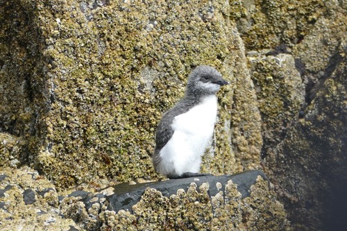 Common Murre