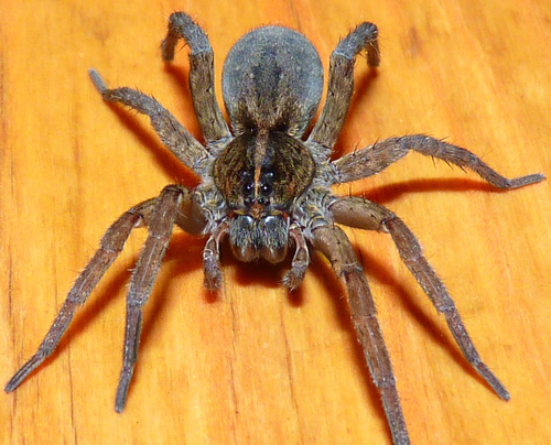 Wetland Giant Wolf Spider