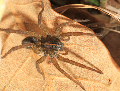Wetland Giant Wolf Spider
