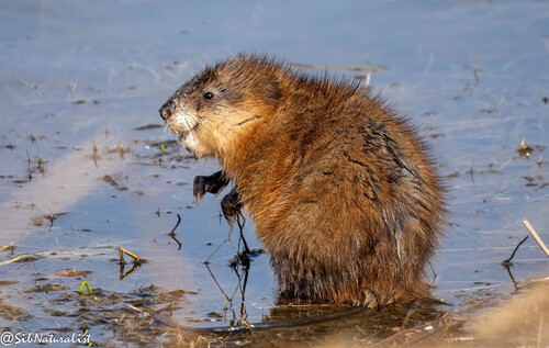 Muskrat