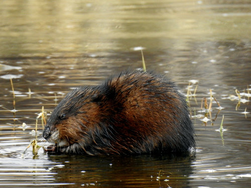 Muskrat