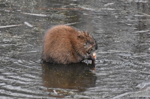 Muskrat