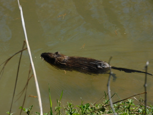 Muskrat
